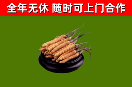 清溪镇回收散虫草